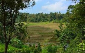 Bali Lush